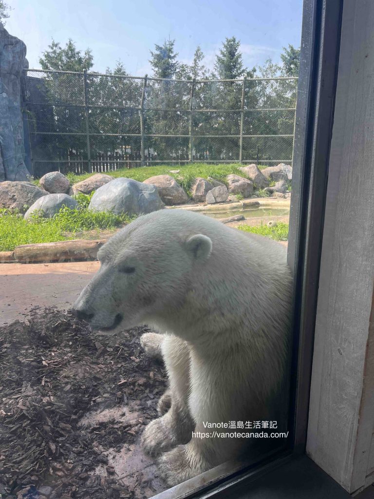 Polar Bear