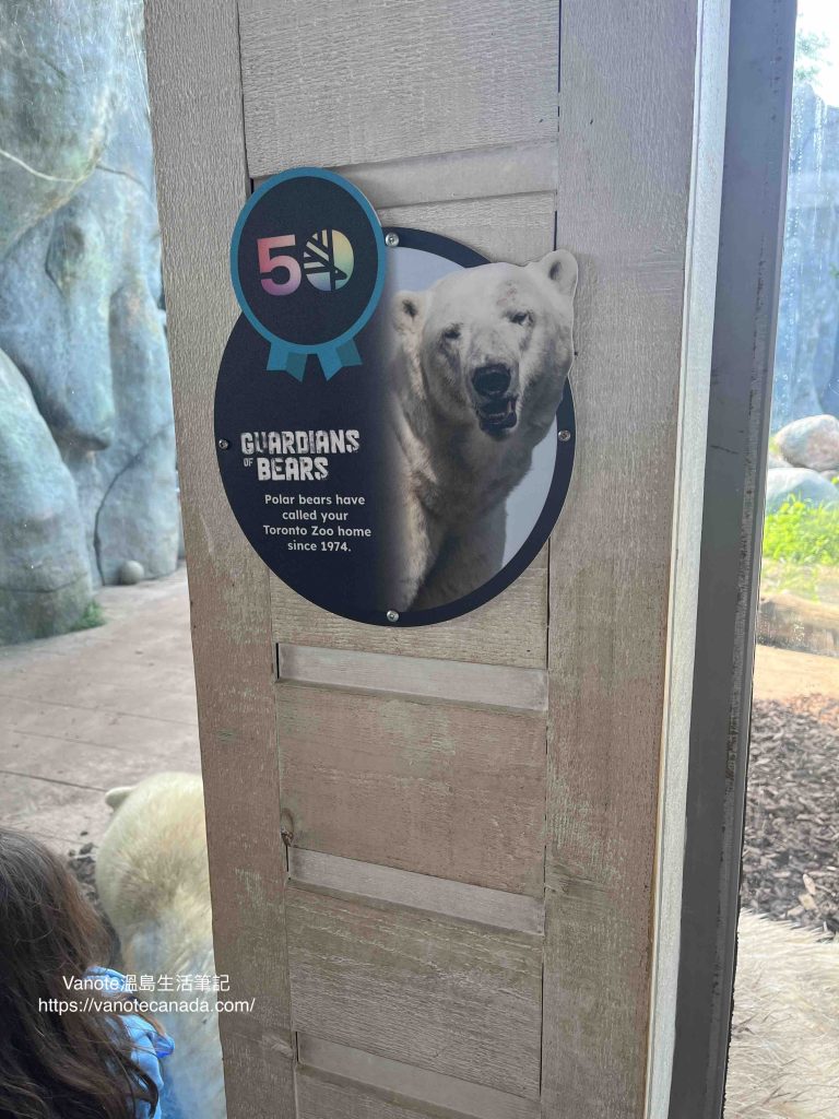 Polar Bear2